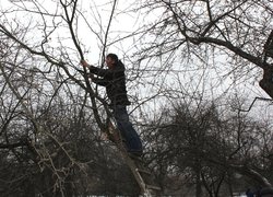Charitable Action "Pruning trees"