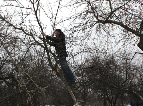 Charitable Action "Pruning trees"