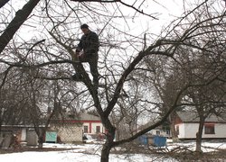 Charitable Action "Pruning trees"
