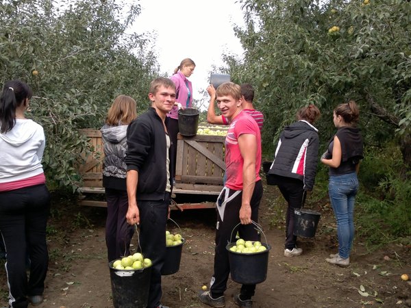 Студенти 12-п групи на збиранні врожаю в університетському саду