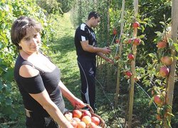 Садівництво, плодоовочівництво та виноградарство