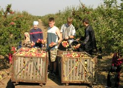 Horticulture and Viticulture