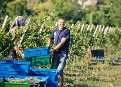 Садівництво, плодоовочівництво та виноградарство
