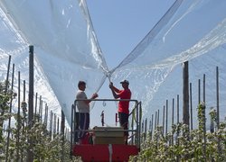 Садівництво, плодоовочівництво та виноградарство