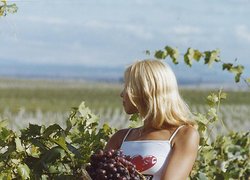 Садівництво, плодоовочівництво та виноградарство