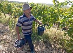 Садівництво, плодоовочівництво та виноградарство