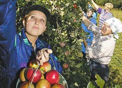 Садівництво, плодоовочівництво та виноградарство