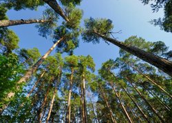 Forestry