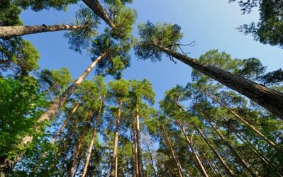 Forestry