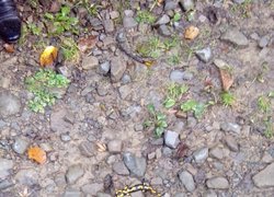 Червонокнижний вид саламандра плямиста, знайдений під час тренінгу