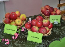 День яблук в Уманському НУС