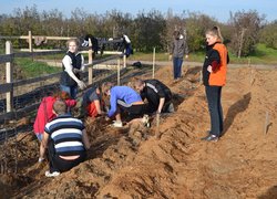 Setting apart of sprouts from the uterine plants of vegetatively propagated rootstocks
