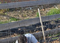 Setting apart of sprouts from the uterine plants of vegetatively propagated rootstocks