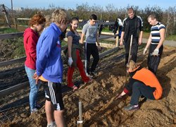 Setting apart of sprouts from the uterine plants of vegetatively propagated rootstocks