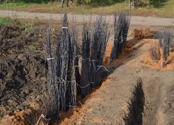 Setting apart of sprouts from the uterine plants of vegetatively propagated rootstocks