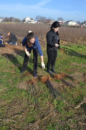 Setting apart of sprouts from the uterine plants of vegetatively propagated rootstocks