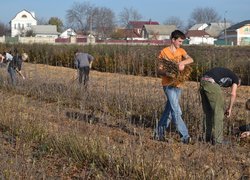 Setting apart of sprouts from the uterine plants of vegetatively propagated rootstocks
