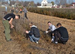 Setting apart of sprouts from the uterine plants of vegetatively propagated rootstocks