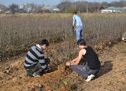 Setting apart of sprouts from the uterine plants of vegetatively propagated rootstocks