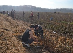 Setting apart of sprouts from the uterine plants of vegetatively propagated rootstocks