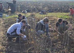 Setting apart of sprouts from the uterine plants of vegetatively propagated rootstocks