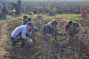 Setting apart of sprouts from the uterine plants of vegetatively propagated rootstocks