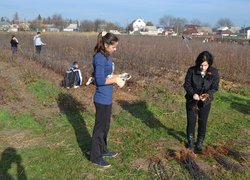Setting apart of sprouts from the uterine plants of vegetatively propagated rootstocks