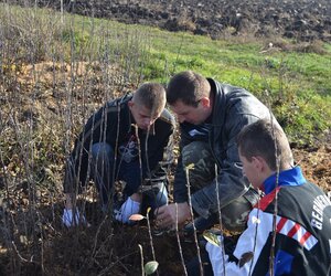 Відділення відсадків у маточнику вегетативно розмножуваних підщеп
