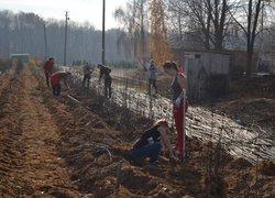 Setting apart of sprouts from the uterine plants of vegetatively propagated rootstocks