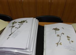 Ботаніка - основа зеленого будівництва