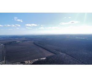 Пташиний політ