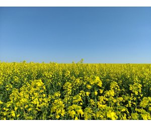 Природа малює стяг України