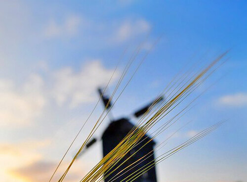 Photo competition "Ukraine is an agrarian country through the eyes of students". Voting has begun.
